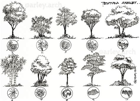 various types of trees and shrubs drawn by hand