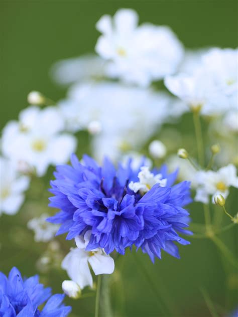 In A Vase On Tuesday – British Flowers Week