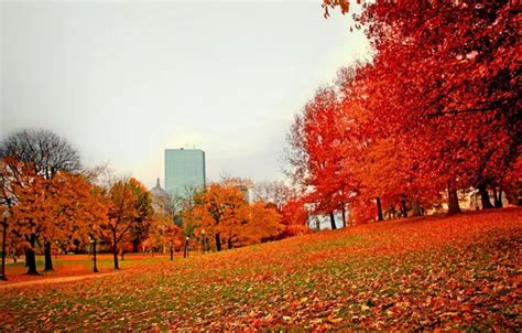 Wallpaper autumn, Park, foliage, USA, Boston, trees, Boston, park ...