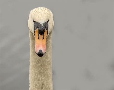 Swan face Photograph by Lawrence Graves - Pixels