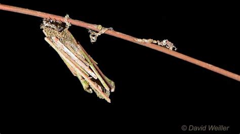 Determined Bagworm Moth Caterpillar Carries a Load of Camouflaging Sticks to Keep Safe From ...