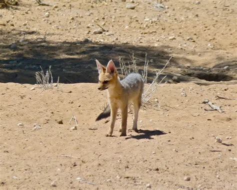 Cape Fox - Facts, Diet, Habitat & Pictures on Animalia.bio