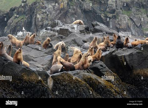 A colony of steller sea lions, including two large male (bulls), on a ...