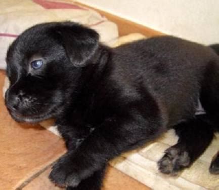 Miniature Rottweiler mix female puppy ( 25 to 30 pounds grown size ...