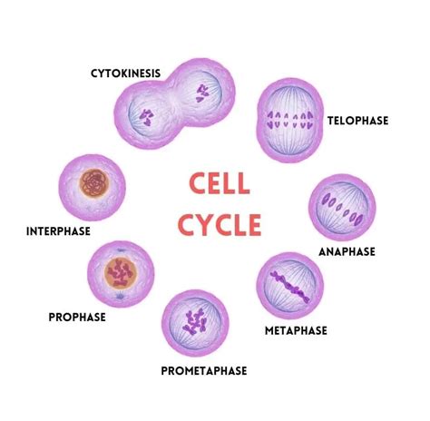 CELL CYCLE AND MITOSIS CELL DIVISION | Physiology & Biochemistry