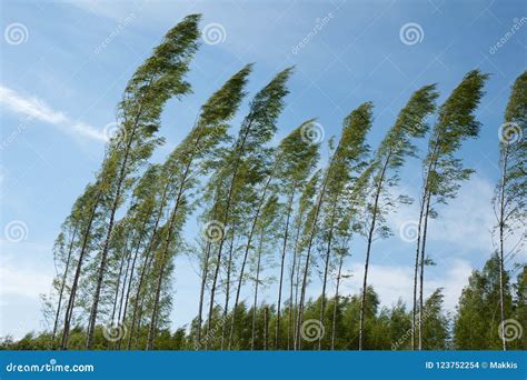 Strong Wind Blowing Birch Trees Stock Photo - Image of nature, climate: 123752254