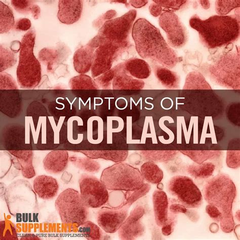 Mycoplasma Infections: Symptoms, Bacteria Species & Treatment