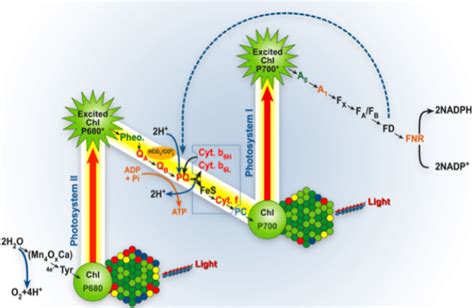 Z-scheme of the light reaction of photosynthesis (from