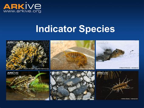 Indicator Species What is an indicator species?