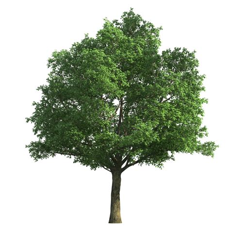 Oak PNG File - PNG All | PNG All