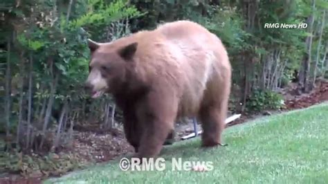 Large bear spotted wandering around the streets of Sierra Madre, California. - YouTube