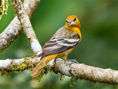 Female Baltimore Orioles (Male vs Female Identification) | Birdfact