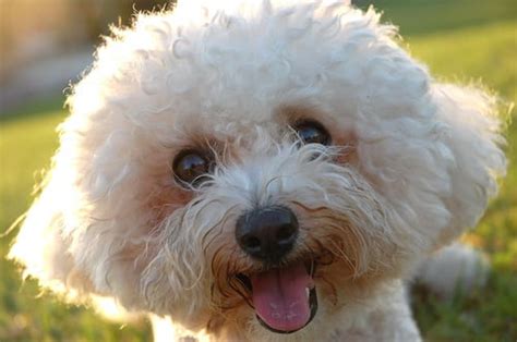 How Much Does a Bichon Frise Cost? | HowMuchIsIt.org