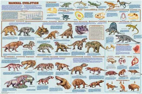 Evolution of mammals - Alchetron, The Free Social Encyclopedia