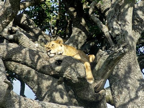 Tree-Climbing Lions of Lake Manyara