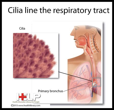 Cilia line the respiratory tract | Respiratory system, Respiratory, Nurse