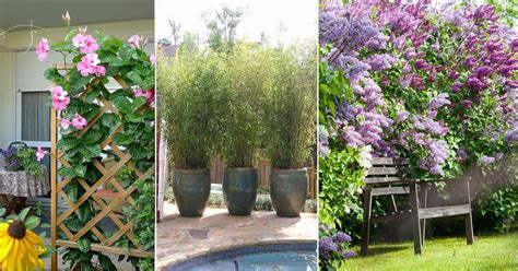 23 Best Privacy Plants That Can Become Perfect Screen for Outdoors