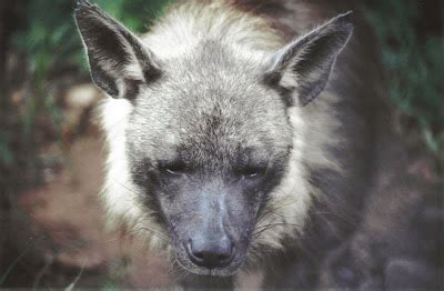 South Africa's Brown Hyenas: Welcome and pictures of the Brown Hyena ...