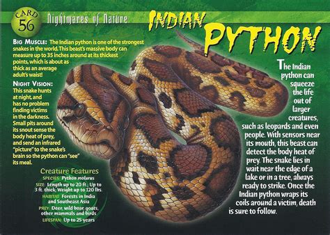 Indian Python - Wierd N'wild Creatures Wiki