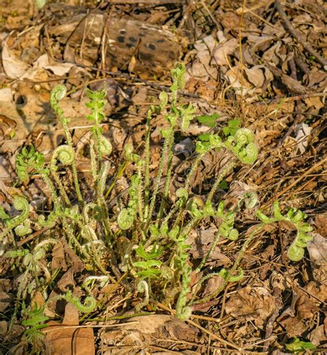 Edible fiddlehead fern stock photo. Image of seasonnal - 116186640