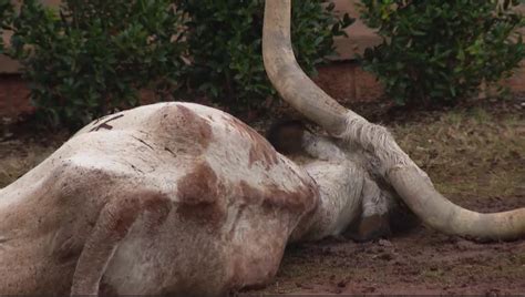 Dead longhorn found on front lawn of OSU fraternity - NewsFinale