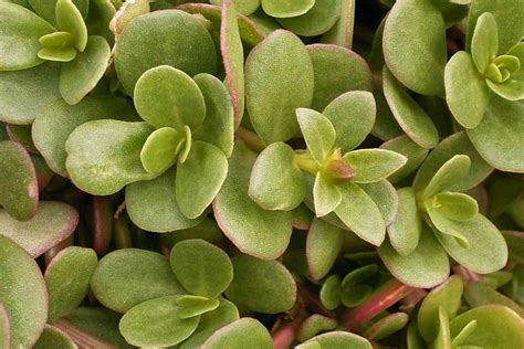 Purslane - benefits and therapeutic value