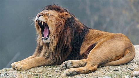 Lions engage in contagious yawning, mimic behaviour to harmonise group movements