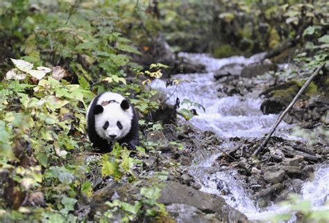 Giant Pandas - National Geographic for everyone in everywhere