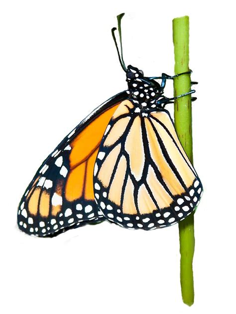 "Monarch Butterfly (side view)" Stickers by Karl Wittman | Redbubble