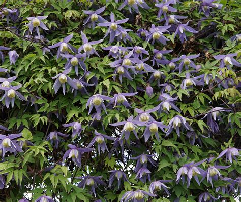 Bluebird Clematis • Kiwi Nurseries Ltd