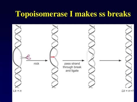 Dna topology