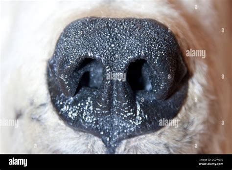 Polar bear nose. Close-up view Stock Photo - Alamy