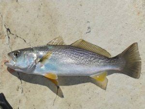 Fishing Report: 8/22/20 | Sea Isle News