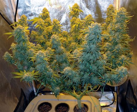 10 Tips and Tricks for Growing Weed Indoors | Grow Weed Easy