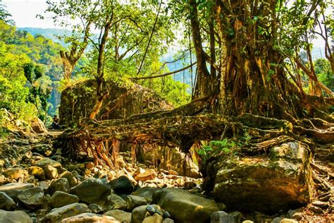 Exploring Meghalaya – Part 1 – The Root Bridges of Meghalaya ...