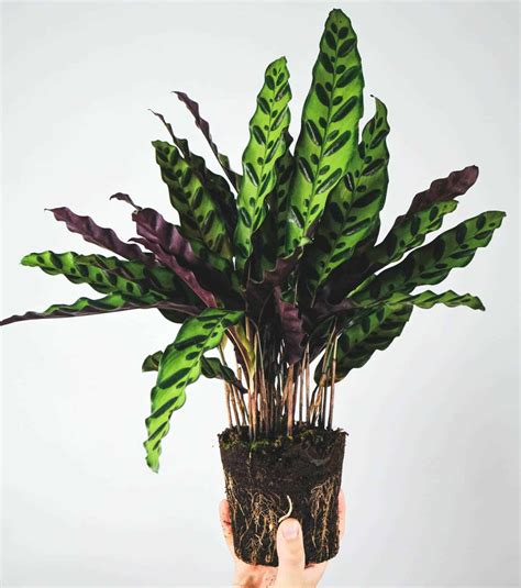 Fall in Love with the Velvety Foliage of Calathea Rufibarba