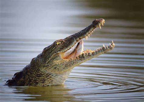 31 Facts About Africa's Nile Crocodile (Crocodylus niloticus ...