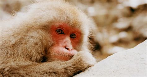 What Japan's Wild Snow Monkeys Can Teach Us About Animal Culture | Science | Smithsonian Magazine