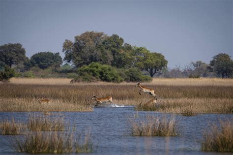 Wildlife safaris in Botswana | Expert Africa