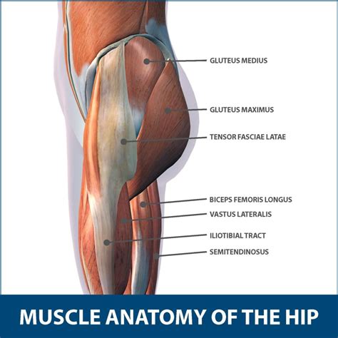 Hip Muscle Strains Info | Florida Orthopaedic Institute