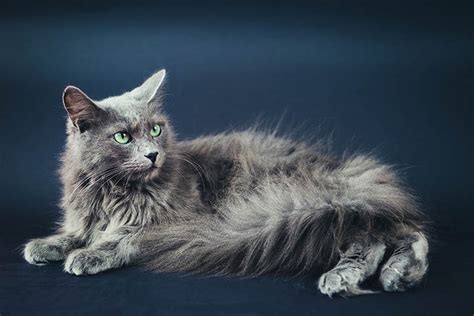 Nebelung Cat breed information and advice - Your Cat