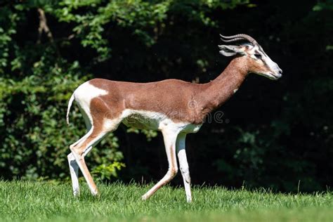 Dama Gazelle, Gazella Dama Mhorr or Mhorr Gazelle is a Species of ...