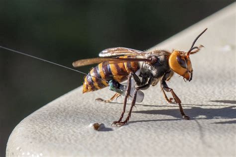 Washington state discovers first 'murder hornet' nest in US