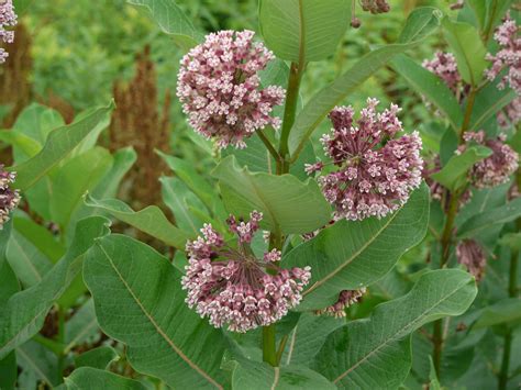 Common milkweed | Identify that Plant