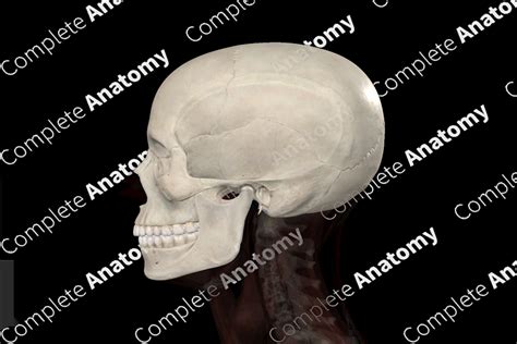 Bones of Head | Complete Anatomy