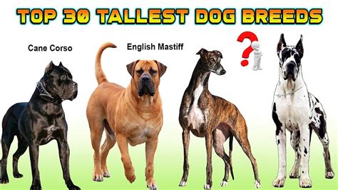 Top 30 Tallest Dog Breeds In The World | What Are The World's Tallest Dogs ( Dogs Comparison ...