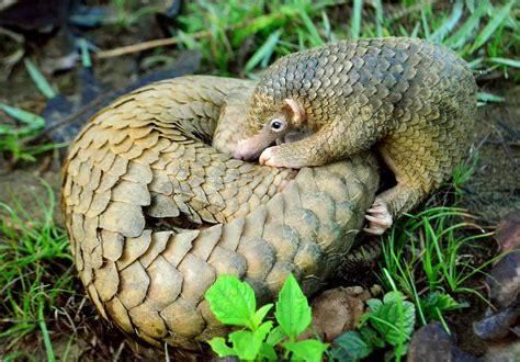 50 Interesting Pangolin Facts You Have to Know About | Facts.net
