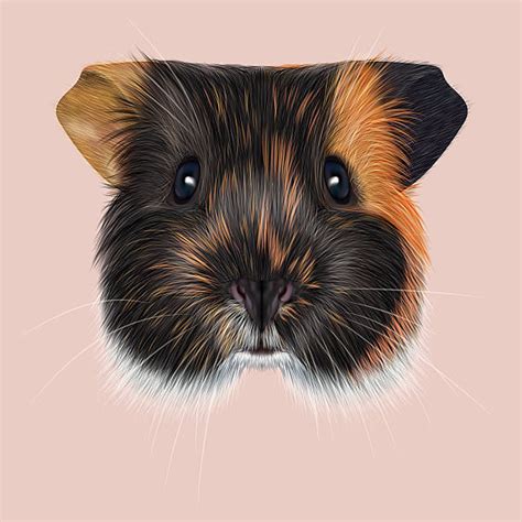 Royalty Free Guinea Pig Clip Art, Vector Images & Illustrations - iStock