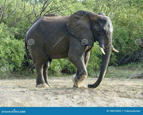 Elephant Stomp with His Foot in the Sand Stock Photo - Image of bathing, ears: 100010502