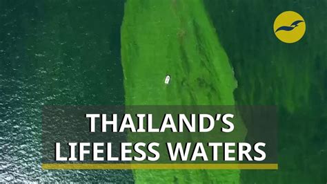 How a severe plankton bloom off Thailand’s eastern coast is killing marine life - YouTube